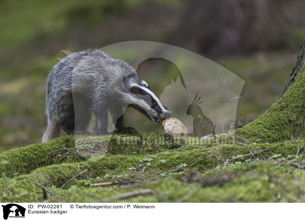 Eurasian badger / PW-02281