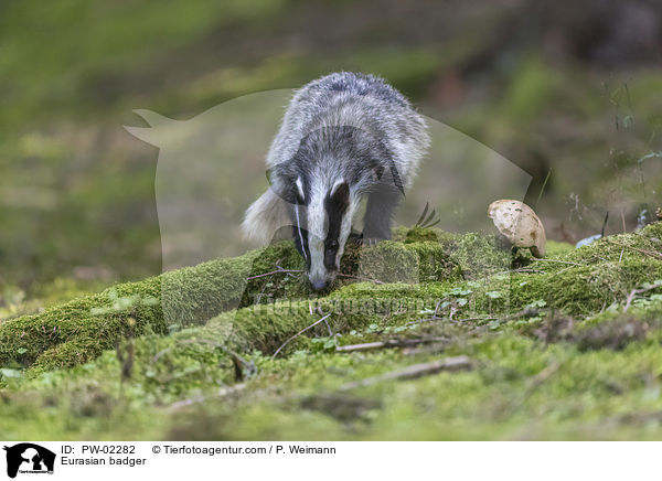 Europischer Dachs / Eurasian badger / PW-02282