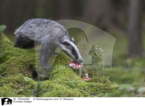 Europischer Dachs / Eurasian badger / PW-02285