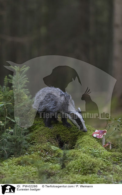 Eurasian badger / PW-02286