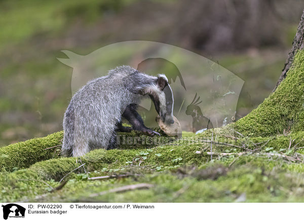 Eurasian badger / PW-02290