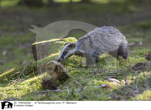 Eurasian badger / PW-02292