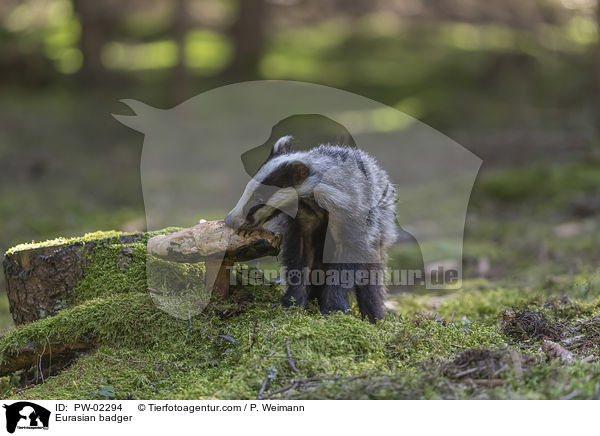 Eurasian badger / PW-02294