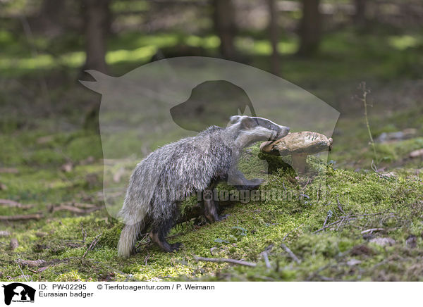 Europischer Dachs / Eurasian badger / PW-02295