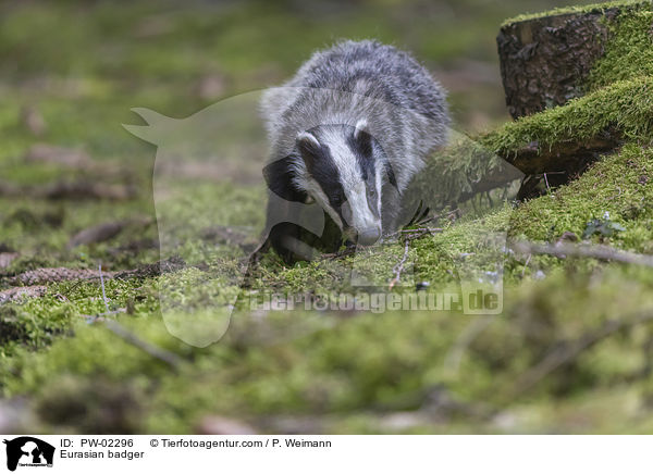 Eurasian badger / PW-02296