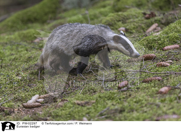 Eurasian badger / PW-02297