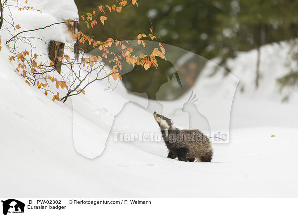 Europischer Dachs / Eurasian badger / PW-02302
