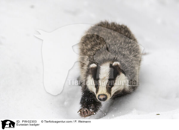 Eurasian badger / PW-02303