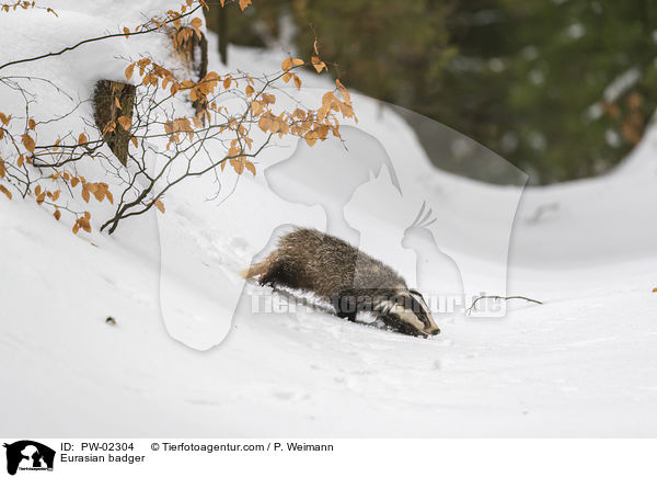 Europischer Dachs / Eurasian badger / PW-02304