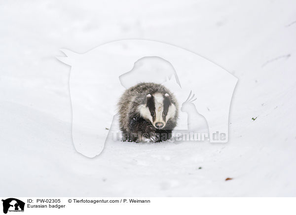 Eurasian badger / PW-02305