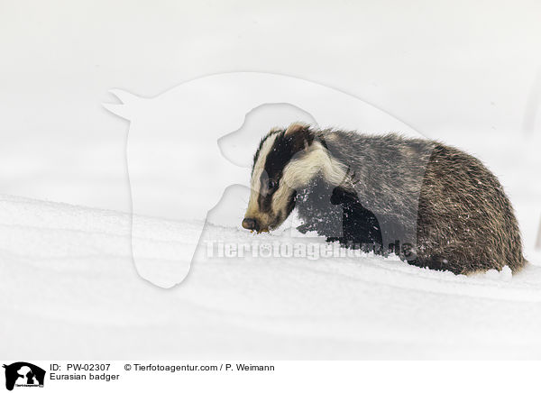 Eurasian badger / PW-02307