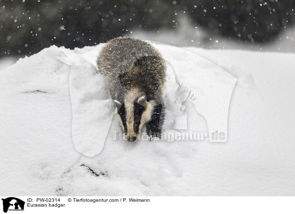 Eurasian badger / PW-02314