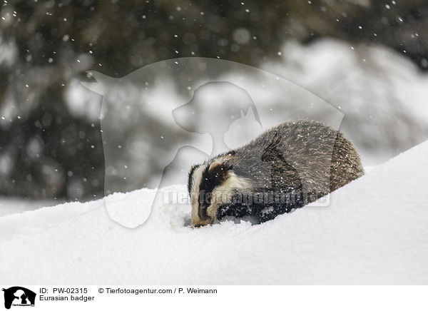 Eurasian badger / PW-02315