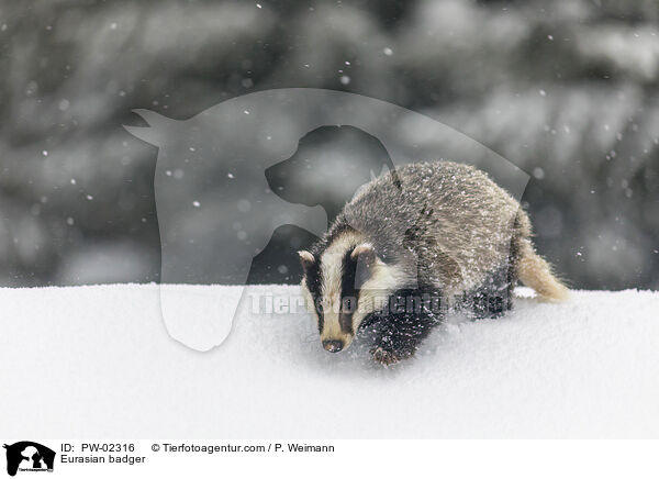 Eurasian badger / PW-02316