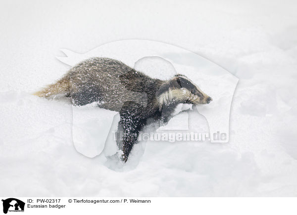 Europischer Dachs / Eurasian badger / PW-02317