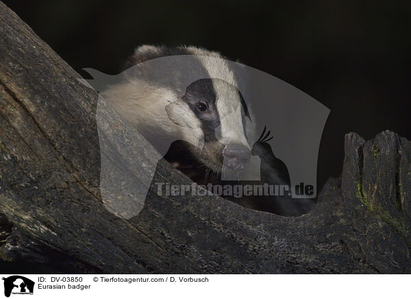Eurasian badger / DV-03850