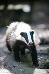 European badger