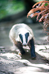 European badger