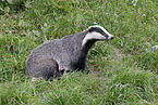 European badger