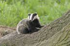 European badger