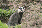 European badger