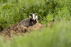 European badger