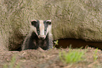 European badger