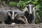 European badgers