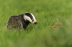 European badger