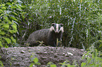 European badger