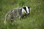 European badger