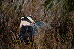 European badger