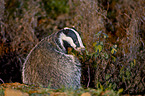 European badger