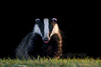European badger