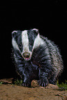 European badger