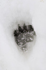 European badger footprint