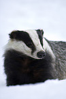 European badger