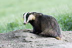 European badger