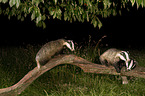 European badgers