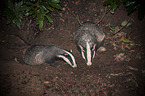 European badgers