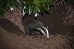 European badger