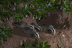 European badgers