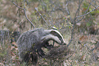 Eurasian badger