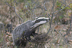 Eurasian badger