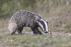 Eurasian badger