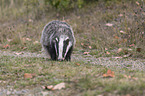 Eurasian badger