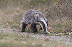 Eurasian badger