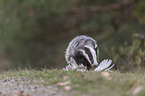 Eurasian badger