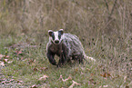 Eurasian badger