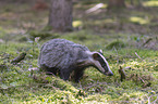 Eurasian badger